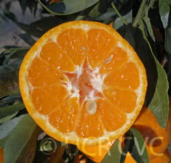 Imperial Mandarin Budwood citrus plant material online shopping