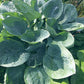 Kim Hosta Plants online shopping