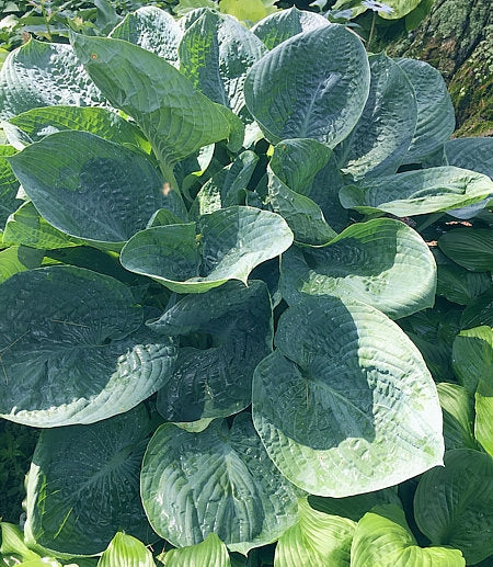 Kim Hosta Plants online shopping
