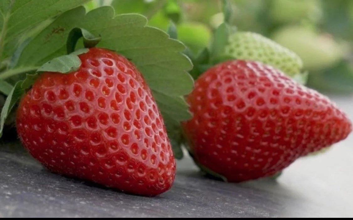 Medallion™ Short Day Strawberry