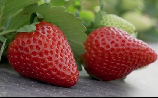 Medallion™ Short Day Strawberry