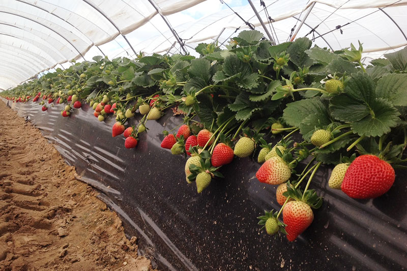 Victory Early Season Strawberry