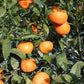 W. Murcott Afourer Mandarin Budwood citrus plant material online shopping