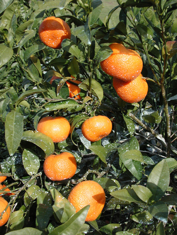 W. Murcott Afourer Mandarin Budwood citrus plant material online shopping