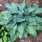 Jetstream Hosta Plants online shopping