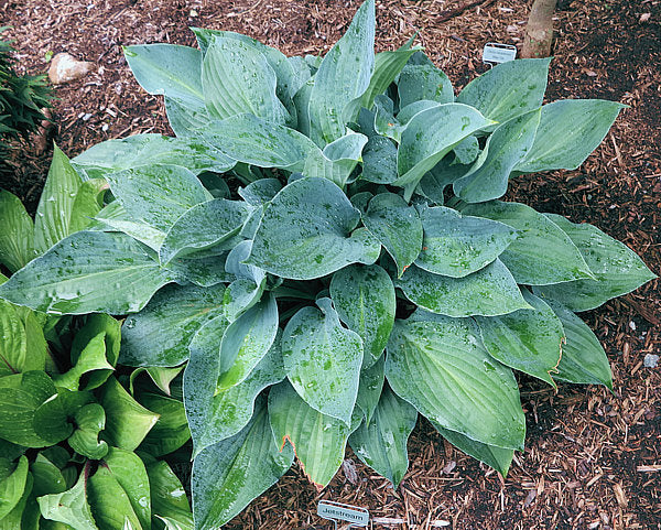 Jetstream Hosta Plants online shopping