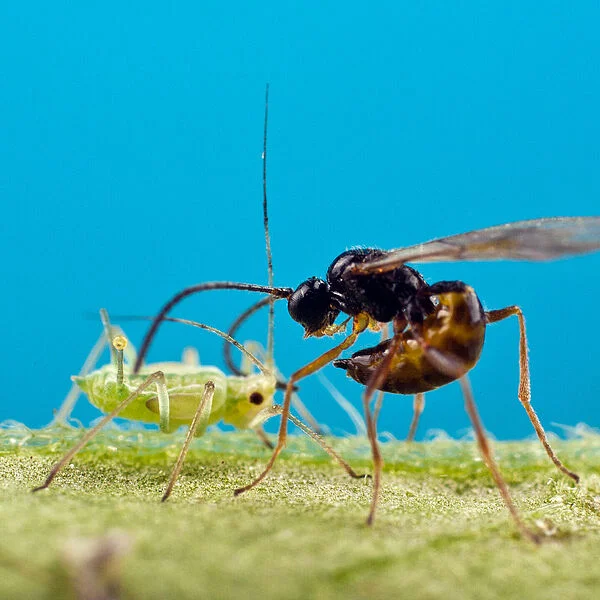 Aphidius colemani organic control of aphids by parasitic wasps