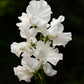 Wild Swan Sweet Pea