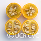 Rich 16-6 Trifoliate Seed citrus plant material online shopping