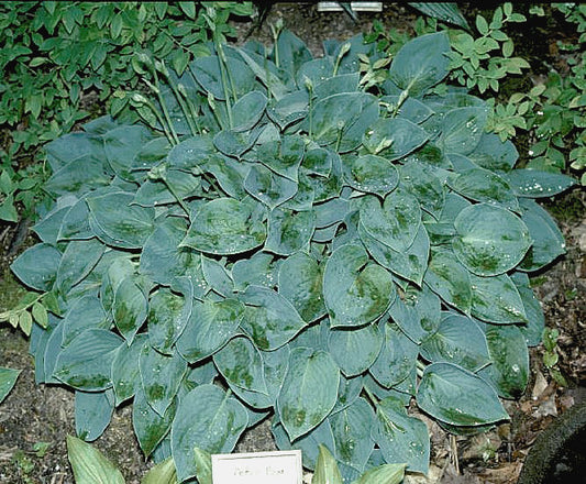 Peter Pan Hosta Plants online shopping