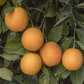 Salustiana Sweet Orange Budwood citrus plant material online shopping