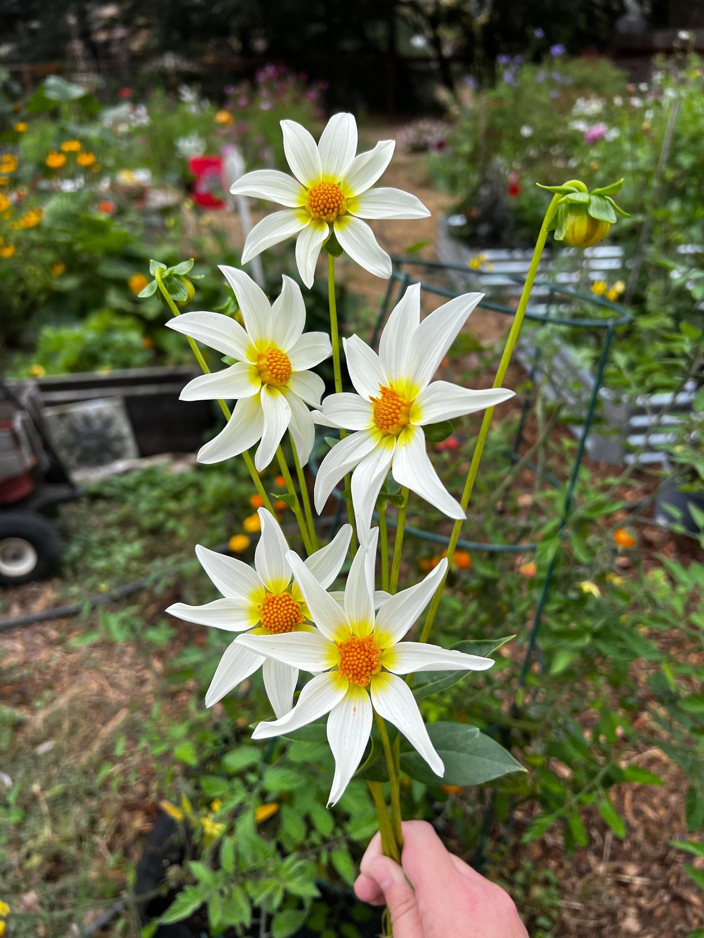 Star Child Dahlia