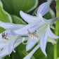 Coastal Treasure Hosta Plants online shopping