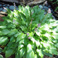 Tiny Bubbles Hosta Plants online shopping