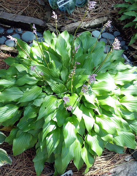 Tiny Bubbles Hosta Plants online shopping