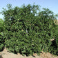 Kara Mandarin Budwood citrus plant material online shopping