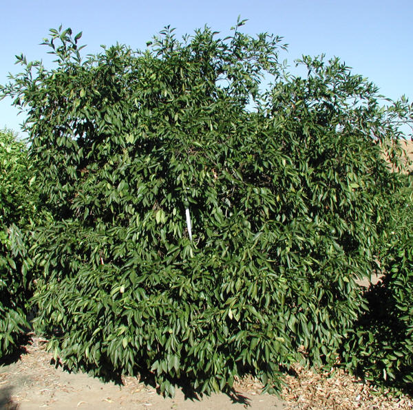 Kara Mandarin Budwood citrus plant material online shopping