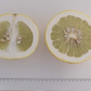 Kao Nun Pummelo Budwood citrus plant material online shopping
