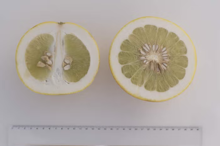 Kao Nun Pummelo Budwood citrus plant material online shopping