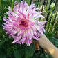 Bold Accent Dahlia