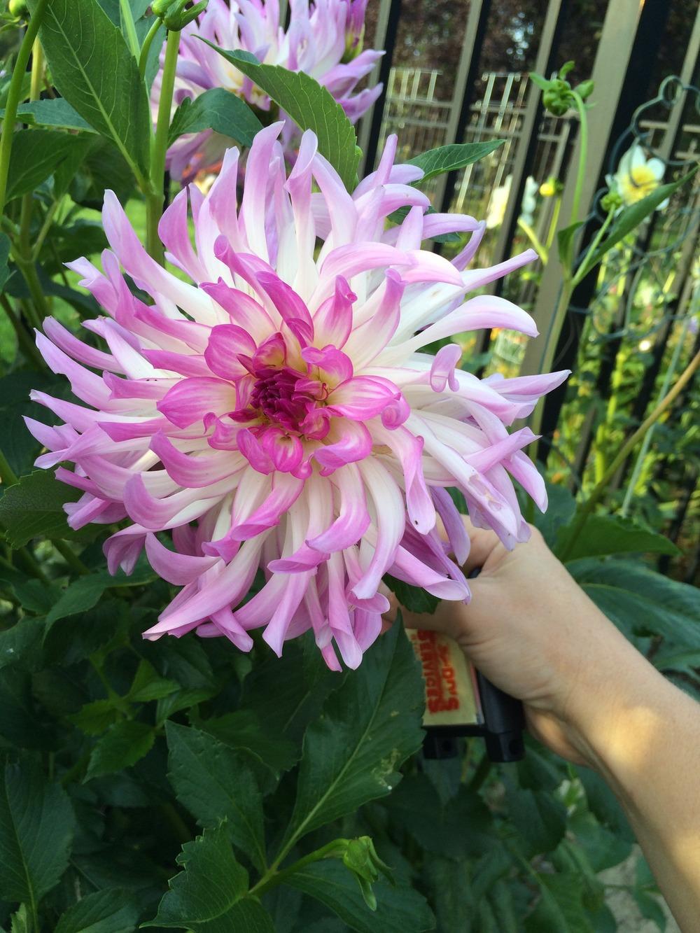 Bold Accent Dahlia