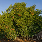 Ruby Blood Orange Budwood citrus plant material online shopping