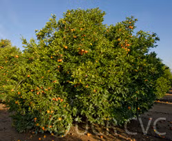 Ruby Blood Orange Budwood citrus plant material online shopping
