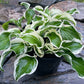 Let’s Twist Again Hosta Plants online shopping
