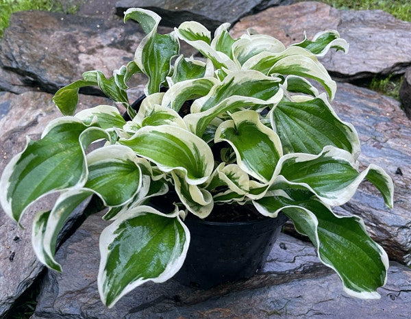 Let’s Twist Again Hosta Plants online shopping