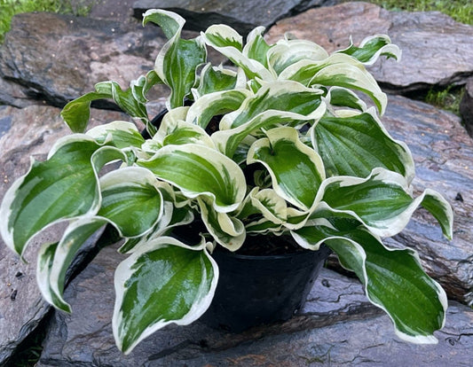 Let’s Twist Again Hosta Plants online shopping
