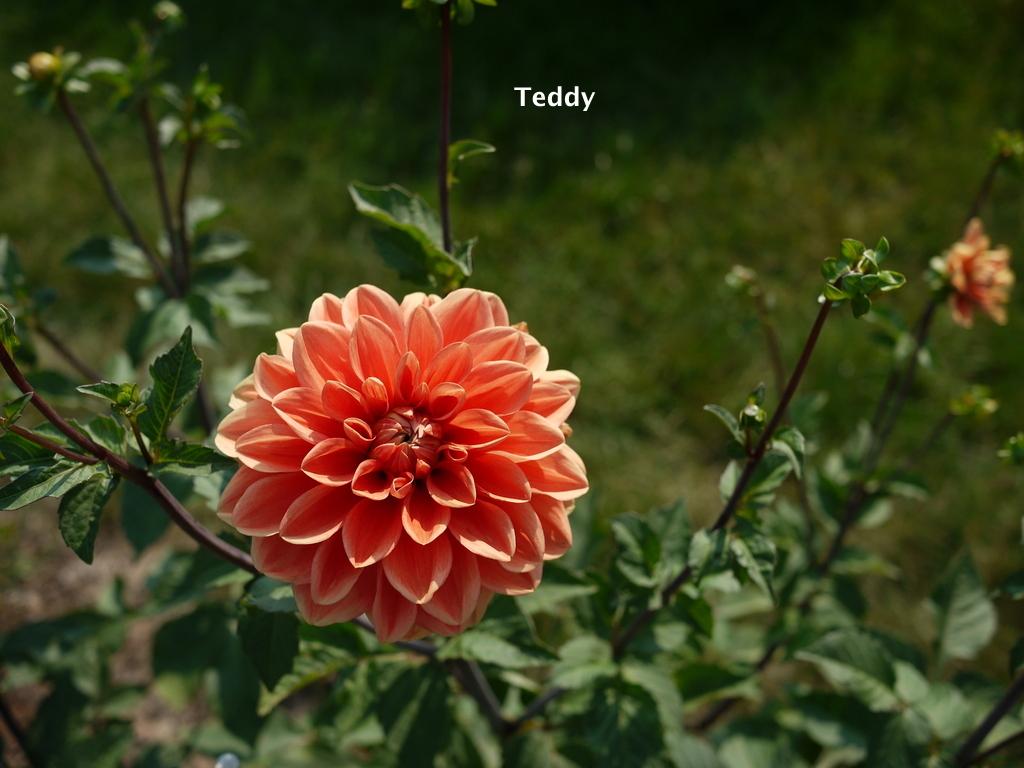 Teddy Dahlia