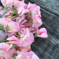 Emily Sweet Pea seeds online shopping