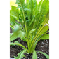 Italian Dandelion Chicory