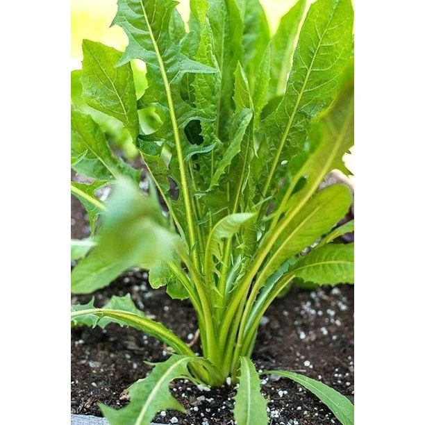 Italian Dandelion Chicory