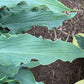 Wild Imagination Hosta Plants online shopping