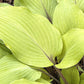 Sunny Day Hosta Plants online shopping