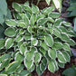 Touchstone Hosta Plants online shopping