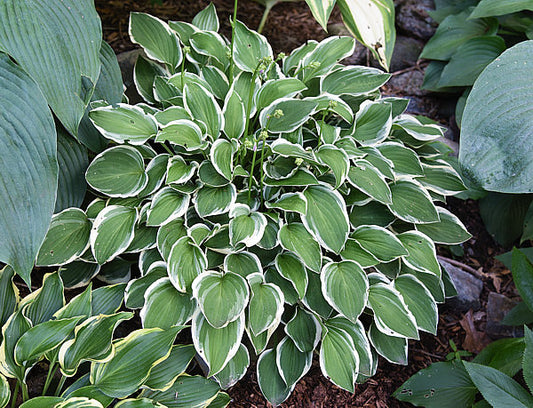 Touchstone Hosta Plants online shopping