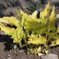 Purple And Gold Hosta Plants online shopping