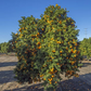 Chinotto Sour Orange Budwood citrus plant material online shopping