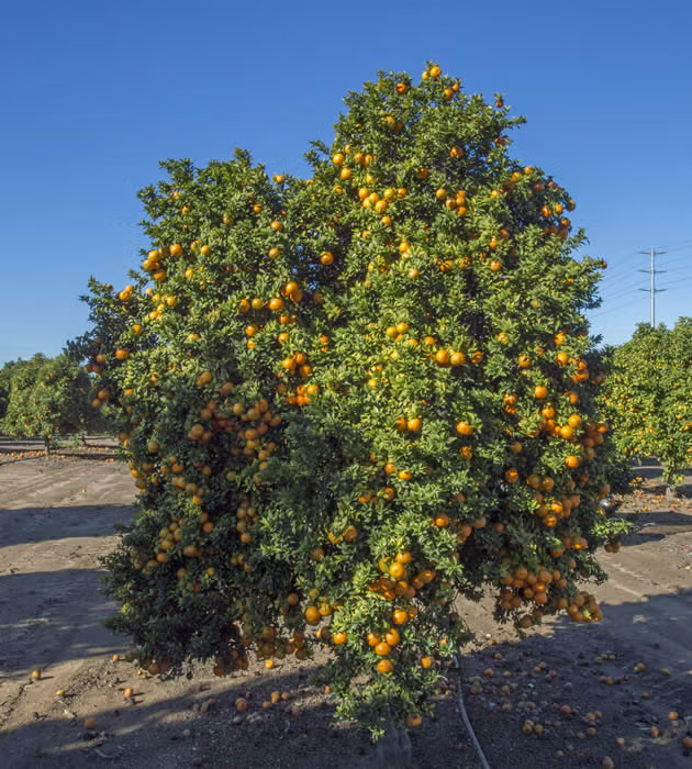 Chinotto Sour Orange Budwood citrus plant material online shopping
