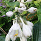 Kiwi Blue Baby Hosta Plants online shopping