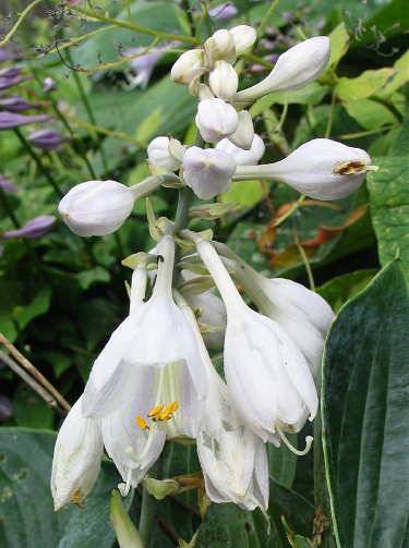 Kiwi Blue Baby Hosta Plants online shopping