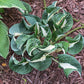 Woop Woop Hosta Plants online shopping