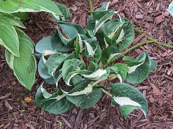 Woop Woop Hosta Plants online shopping