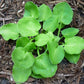 Limey Lisa Hosta Plants online shopping