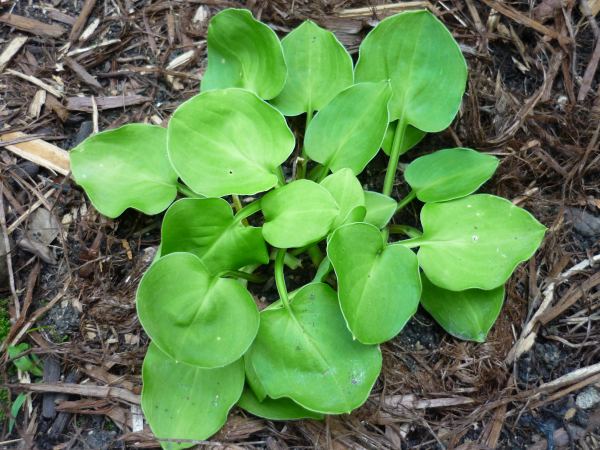 Limey Lisa Hosta Plants online shopping