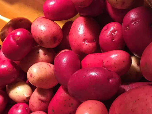 Clancy F1 Pelleted Potato Seeds online shopping
