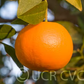 US Superna USDA 88-2 Mandarin Hybrid Budwood citrus plant material online shopping