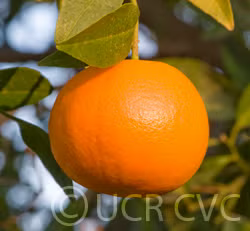 US Superna USDA 88-2 Mandarin Hybrid Budwood citrus plant material online shopping